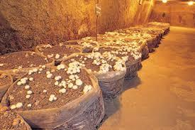 Musée du Champignon