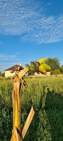 La criee du GIENNOIS