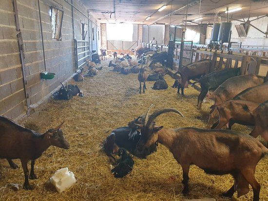 Chevrerie and Cow La Petite Brosse